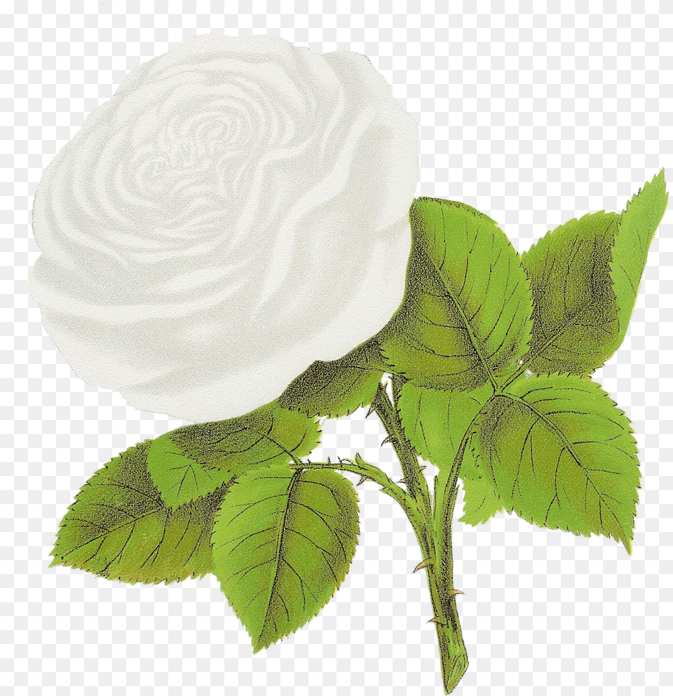 White Petals, Flower, Leaf, Plant, Rose Free Png Download