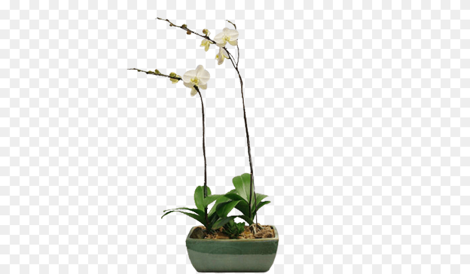 White Phalaenopis Orchid Moth Orchid, Flower, Flower Arrangement, Ikebana, Plant Png Image