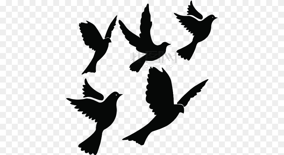White Pigeon, Silhouette, Animal, Bird, Blackbird Png