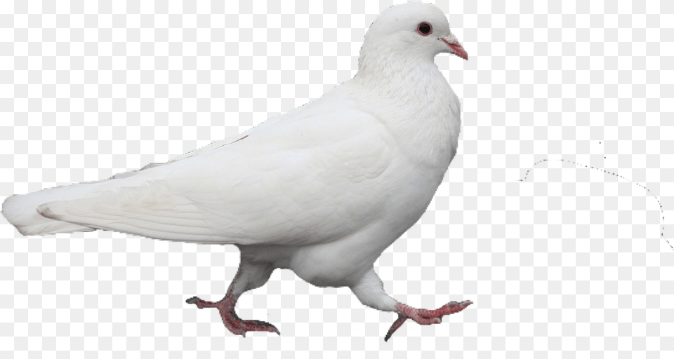 White Pigeon Bird Cute Trendy Aesthetic Pretty Cute White Pigeon, Animal, Dove Png