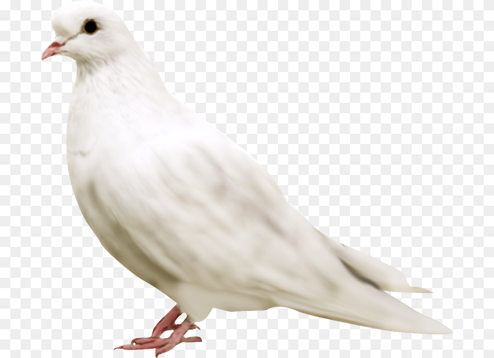 White Pigeon Face Rock Dove, Animal, Bird Free Png Download