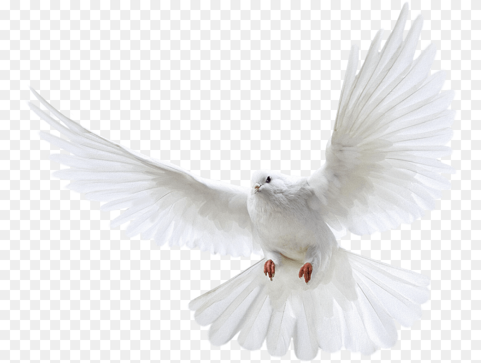 White Pigeon Flying Image White Pigeon, Animal, Bird, Dove Free Transparent Png