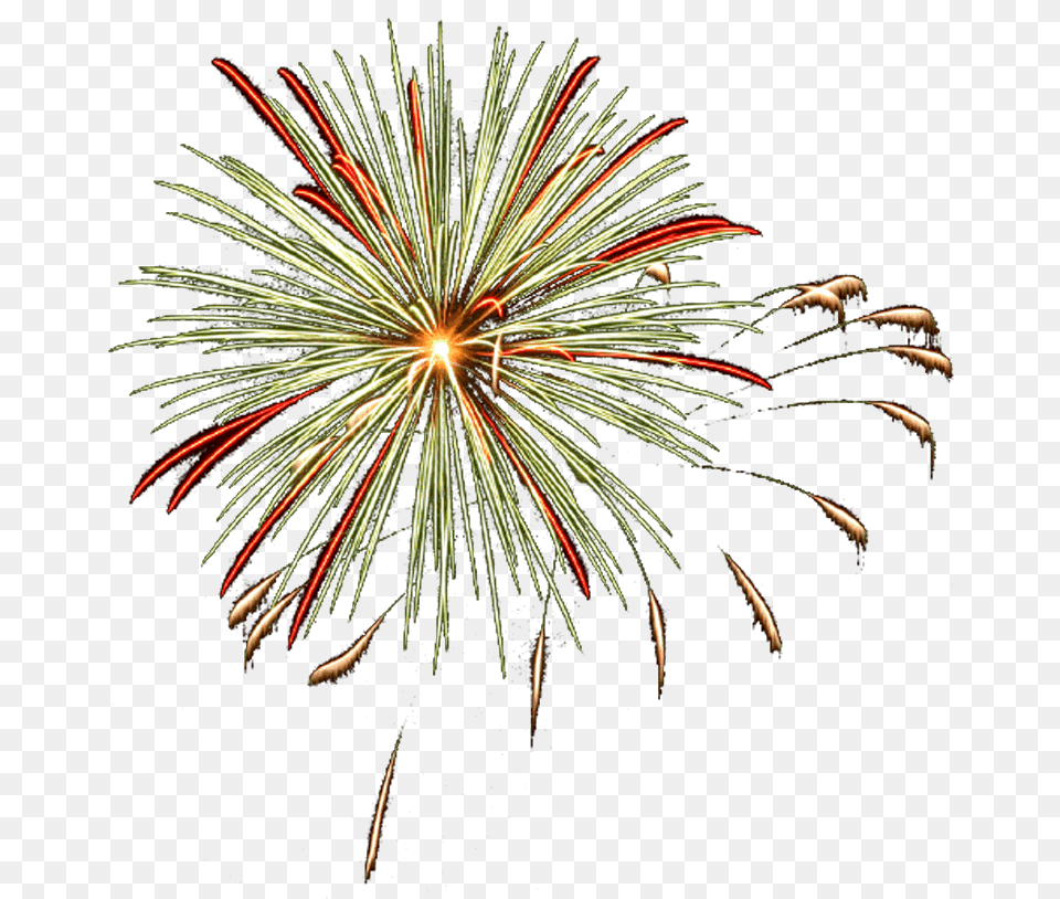 White Pine, Fireworks, Plant Png