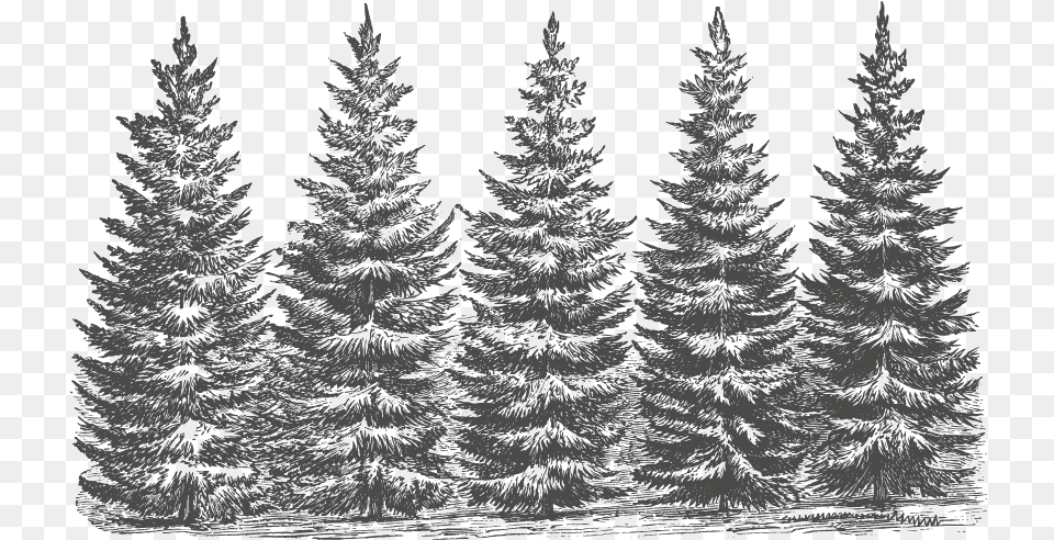White Pine, Fir, Plant, Tree, Conifer Png