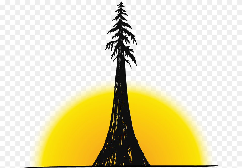 White Pine, Tree, Fir, Plant, Silhouette Free Transparent Png