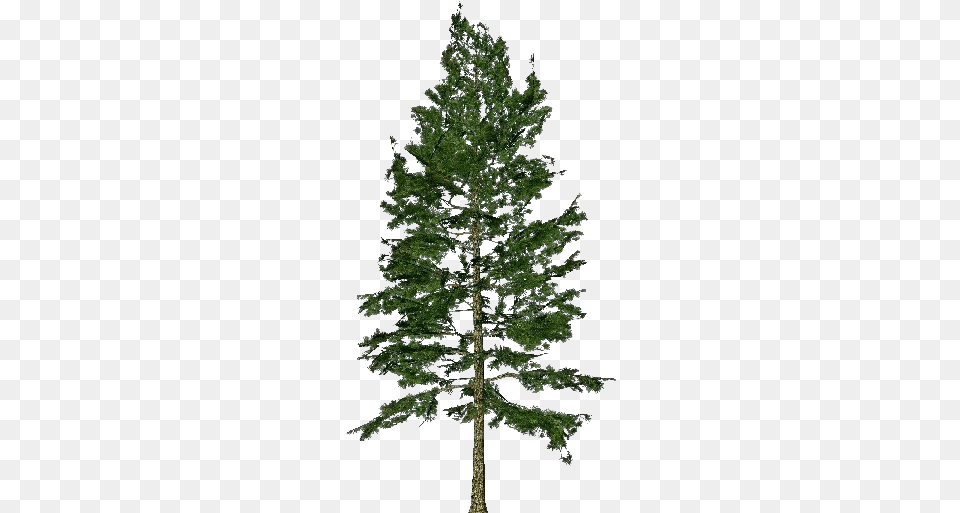 White Pine Pinus, Conifer, Fir, Plant, Tree Free Png