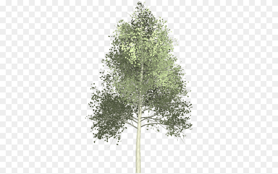 White Pine Tree Paint U0026 Paintpng Trees, Fir, Plant, Conifer, Oak Free Transparent Png