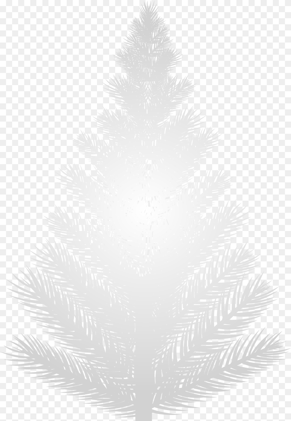White Pine Tree Trees, Plant, Conifer, Fir Png