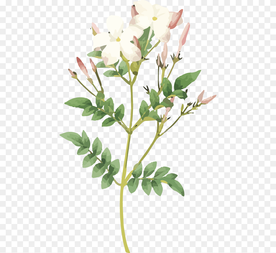 White Pink Flower Jasmine Flower Print, Herbal, Herbs, Leaf, Plant Free Png Download