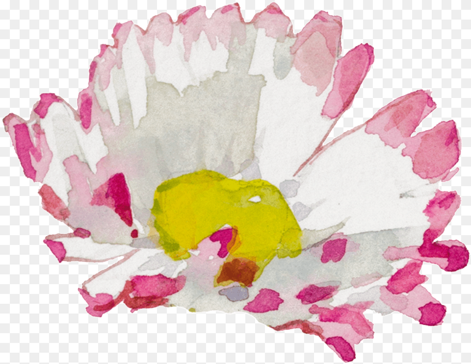 White Pink Hand Painted Chrysanthemum Watercolor Transparent Child Art, Flower, Petal, Plant, Daisy Free Png Download