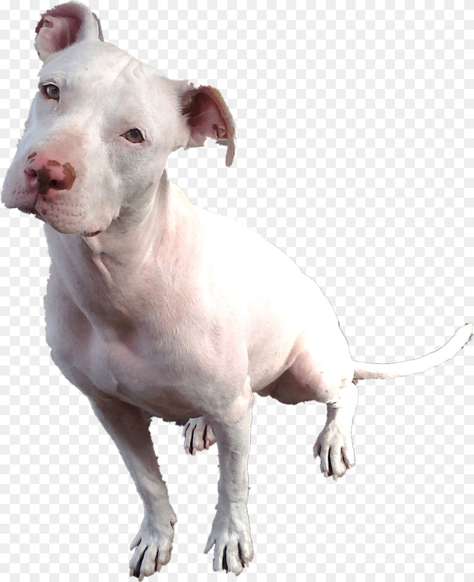 White Pitbull With Blue Eyes, Animal, Bulldog, Canine, Dog Free Transparent Png