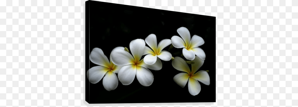 White Plumeria Flower In Black Canvas Print Canvas Print, Geranium, Petal, Plant Png Image