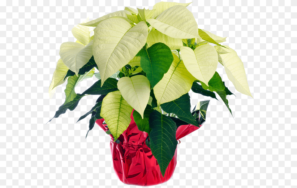White Poinsettia Poinsettia Poinsettia, Plant, Potted Plant, Leaf, Pottery Free Png Download