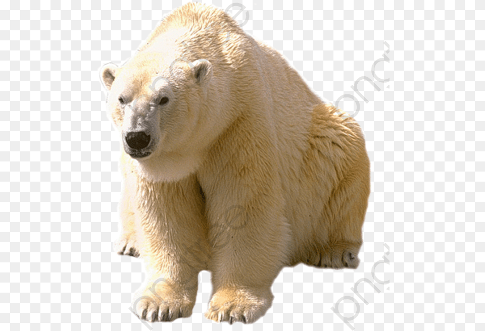 White Polar Bear Polar Bear Clipart Realistic Dictionary Com Polar Bear, Animal, Mammal, Wildlife, Polar Bear Free Png