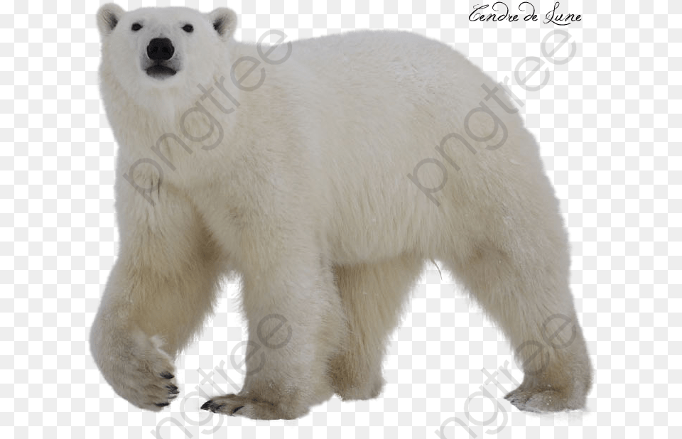 White Polar Bear Polar Bear Clipart Transparent Background Polar Bear With No Background, Animal, Mammal, Wildlife, Polar Bear Png
