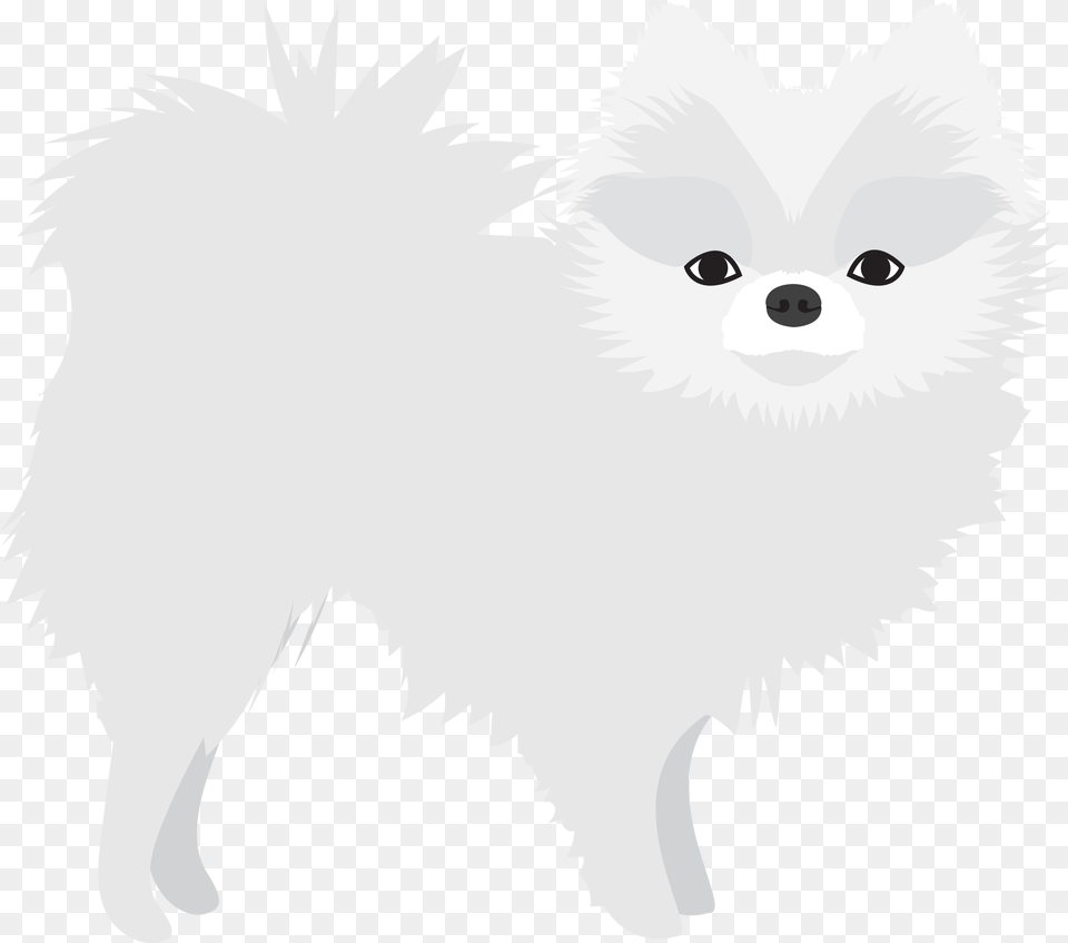 White Pomeranian U2013 Dogs In The News Japanese Spitz, Animal, Canine, Mammal, Pet Free Png Download