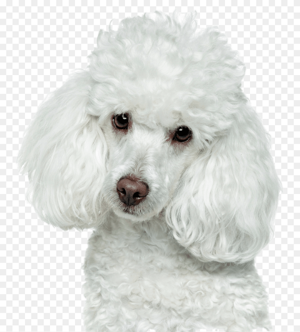 White Poodle Head, Animal, Canine, Dog, Mammal Free Transparent Png