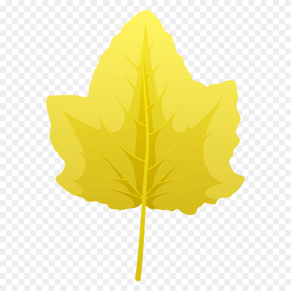 White Poplar Autumn Leaf Clipart, Plant, Maple Leaf, Tree Png Image