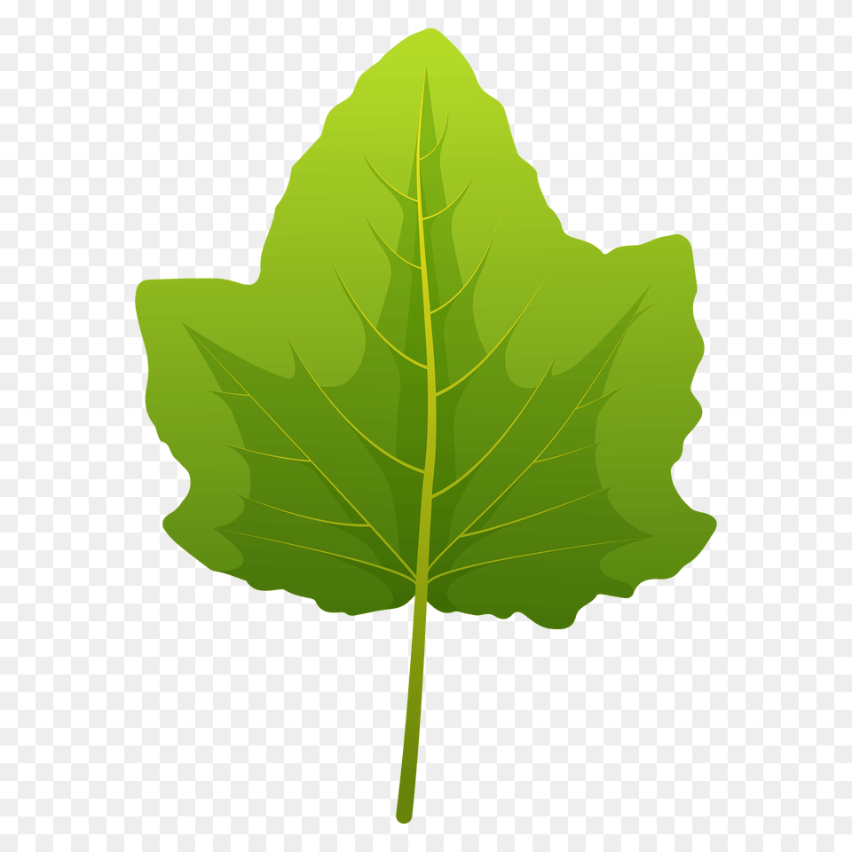 White Poplar Spring Leaf Clipart, Plant, Tree, Oak, Sycamore Free Png