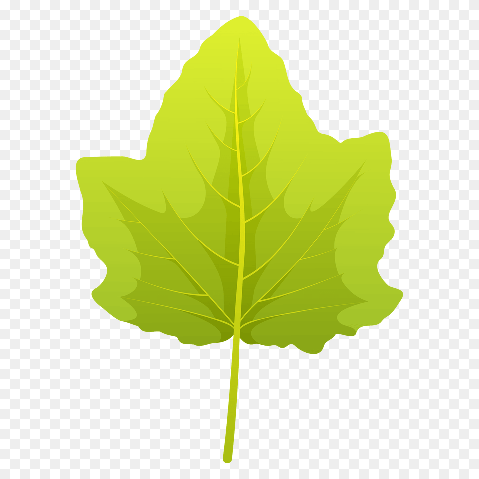 White Poplar Summer Leaf Clipart, Plant, Tree, Oak, Sycamore Free Transparent Png