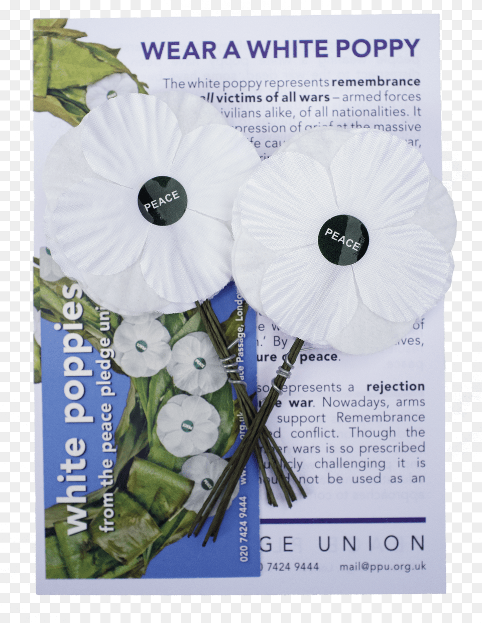 White Poppies 10 Pack Free Transparent Png