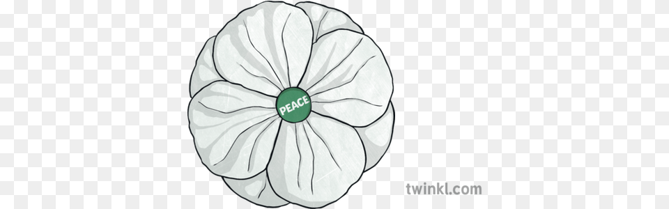 White Poppy Illustration Twinkl Moonflower, Anemone, Dahlia, Daisy, Flower Free Png