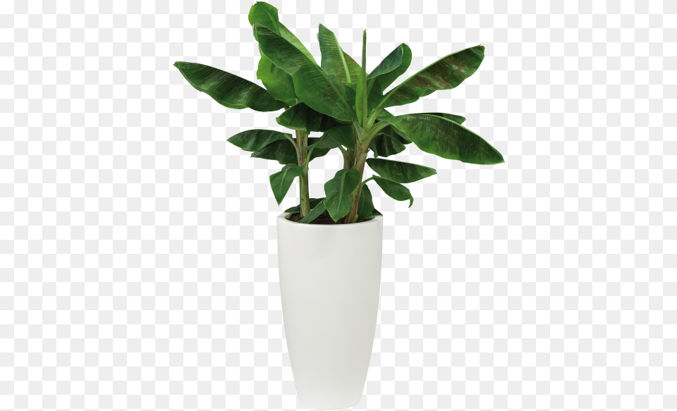 White Pot Plant, Jar, Leaf, Planter, Potted Plant Free Png