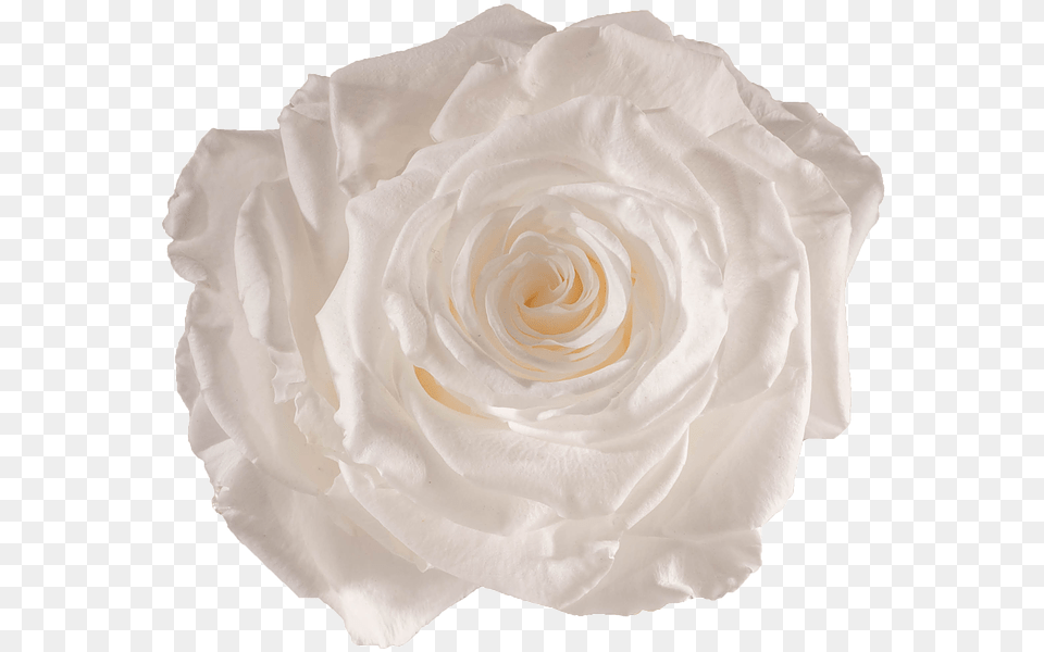 White Preserved Rose, Flower, Petal, Plant Png Image