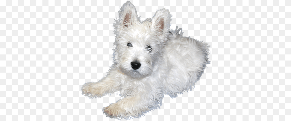 White Puppies Image Arts White Puppy, Animal, Canine, Dog, Mammal Free Transparent Png