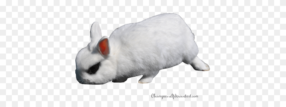 White Rabbit Clipart, Animal, Mammal, Rat, Rodent Free Png Download
