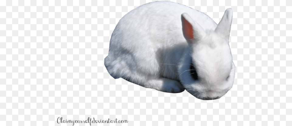 White Rabbit Clipart Portable Network Graphics, Animal, Mammal, Rat, Rodent Free Transparent Png