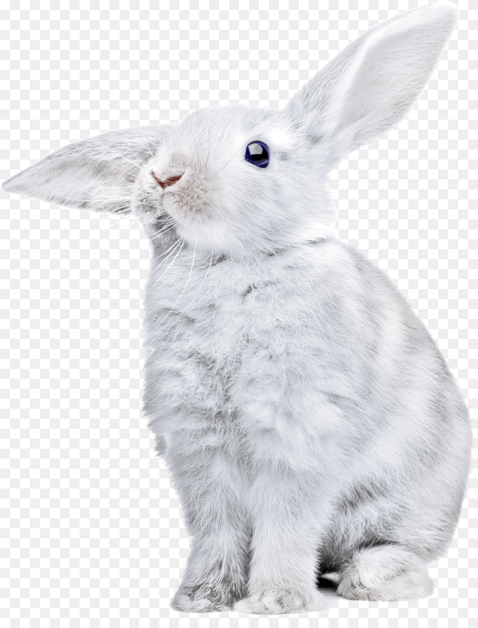 White Rabbit Clipart White Rabbit Transparent Background, Animal, Mammal, Rat, Rodent Png