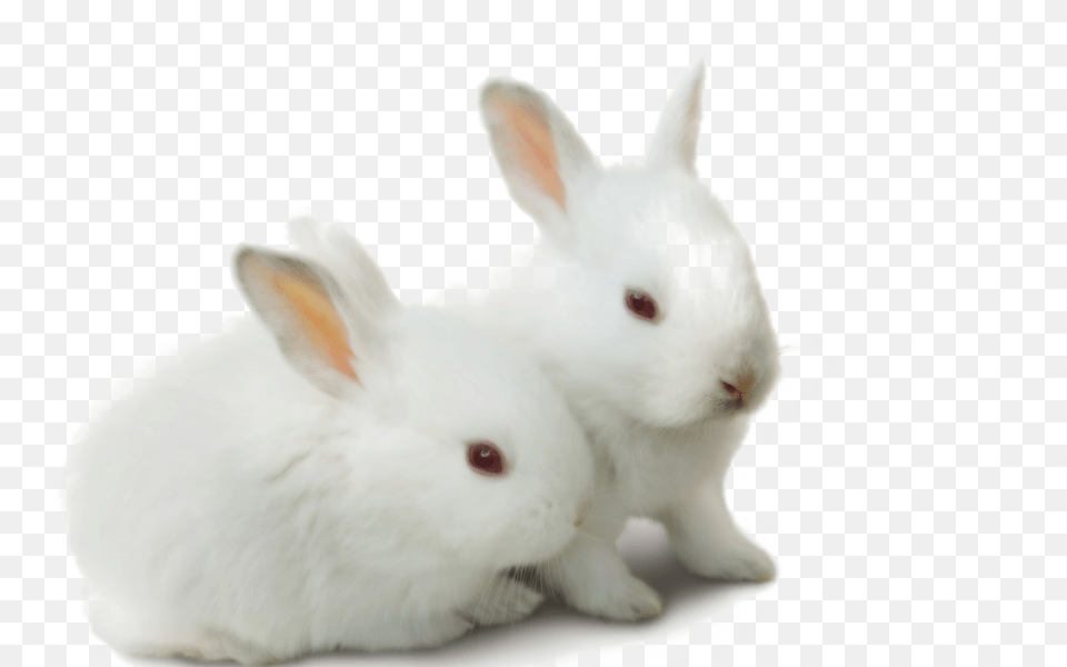 White Rabbit Cute Baby Rabbits, Animal, Mammal, Rat, Rodent Png Image