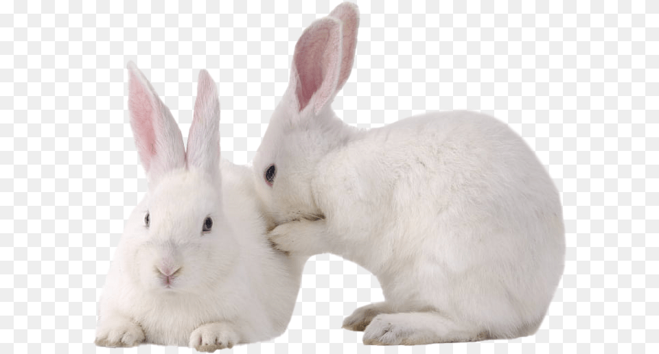 White Rabbit Photo, Animal, Mammal, Rat, Rodent Png Image