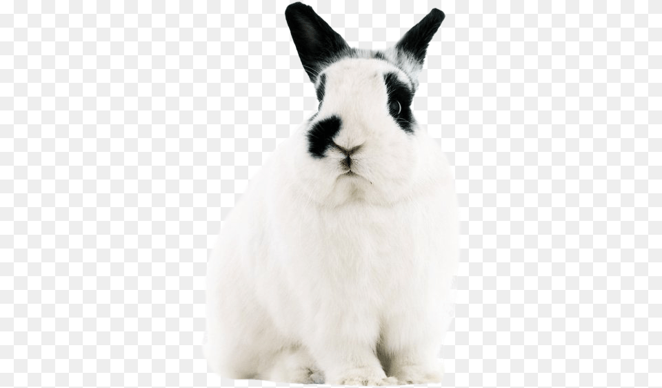White Rabbit Pic, Animal, Mammal, Bear, Wildlife Free Transparent Png