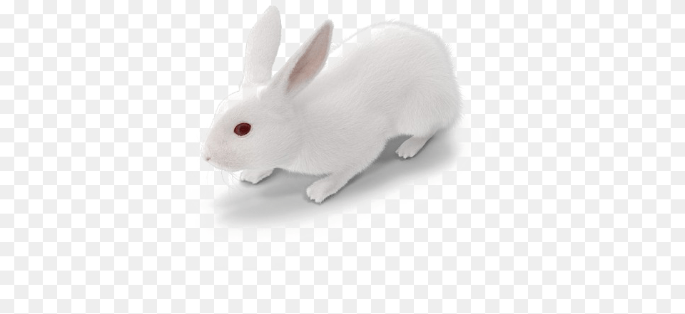 White Rabbit White Rabbit Images, Animal, Mammal, Rat, Rodent Free Png Download