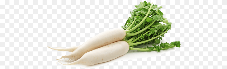 White Raddish Radish Vegetables, Food, Produce, Plant, Vegetable Free Png Download