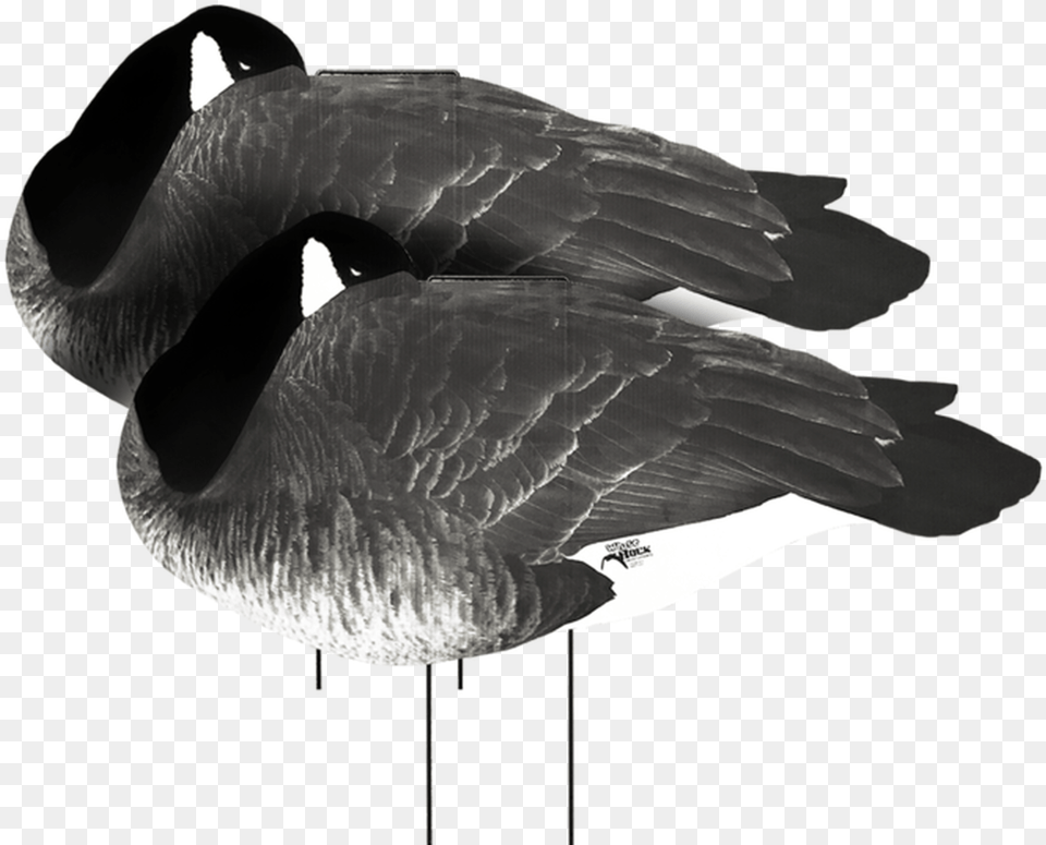 White Rock Canada Goose Flocked Head Sleeper Silhouette Duck, Animal, Bird, Waterfowl Png Image
