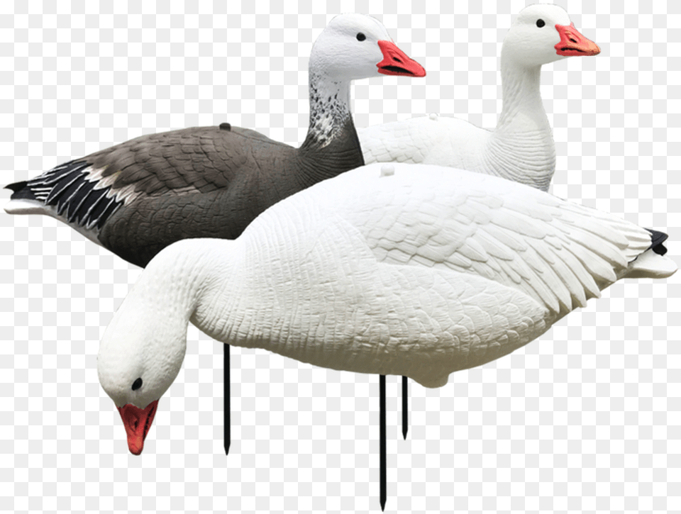 White Rock Evac Snow And Blue Goose Combo 12 Pack Decoy, Animal, Anseriformes, Bird, Waterfowl Free Png Download