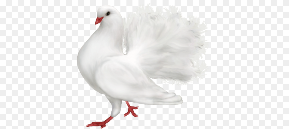 White Romantic Dove Clipart Fantail Pigeon, Animal, Bird Free Png Download