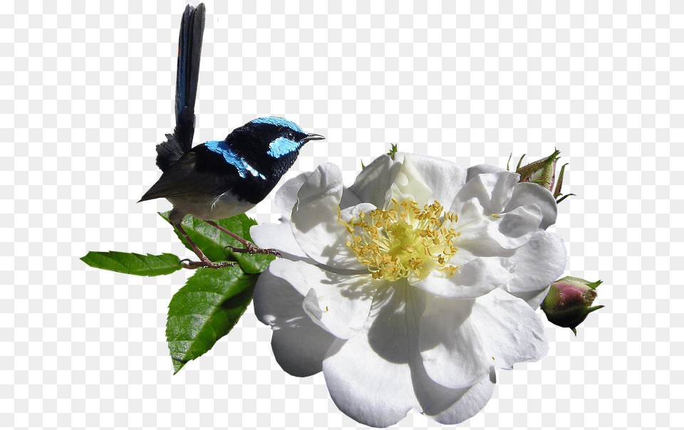 White Rose 23 Buy Clip Art Wren And Rose, Anemone, Flower, Plant, Pollen Png Image