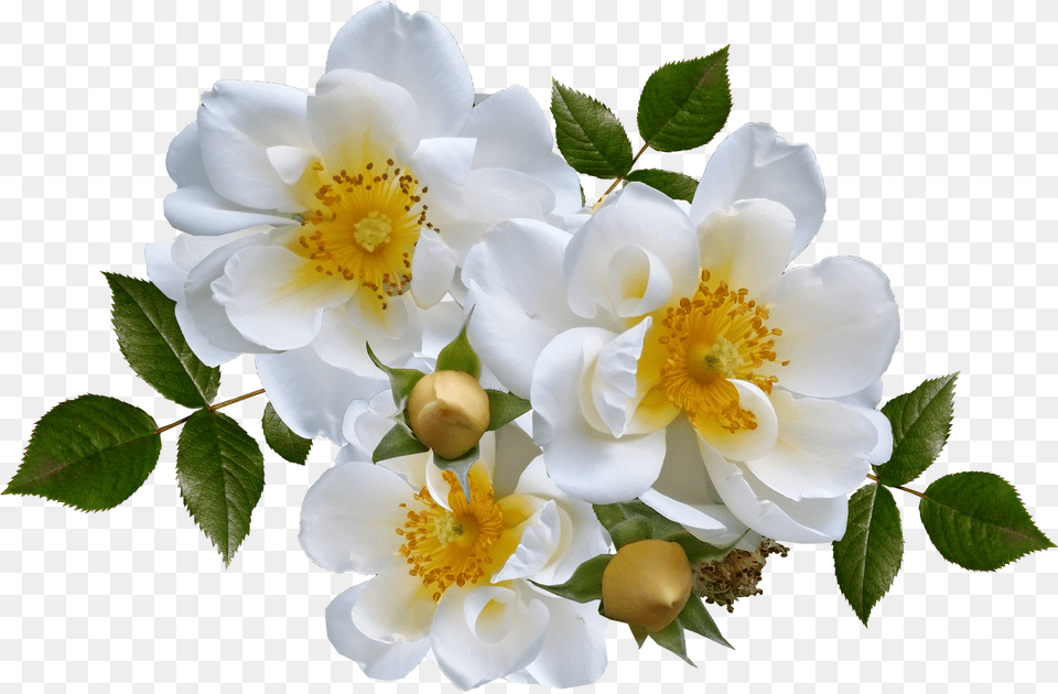 White Rose Free Png