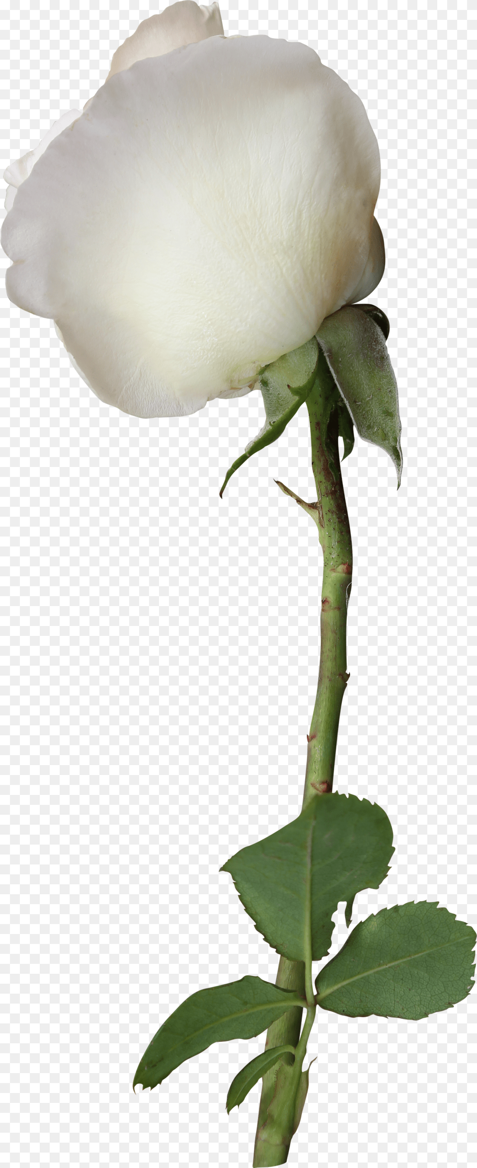 White Rose, Flower, Plant, Petal Free Png Download