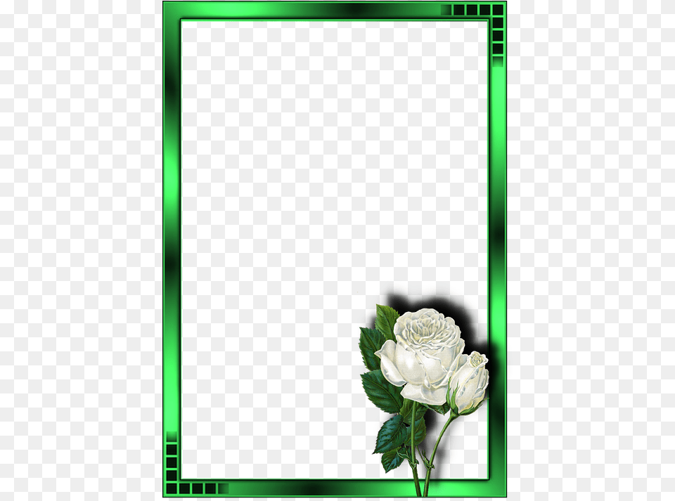 White Rose An Animated, Flower, Flower Arrangement, Flower Bouquet, Plant Free Png