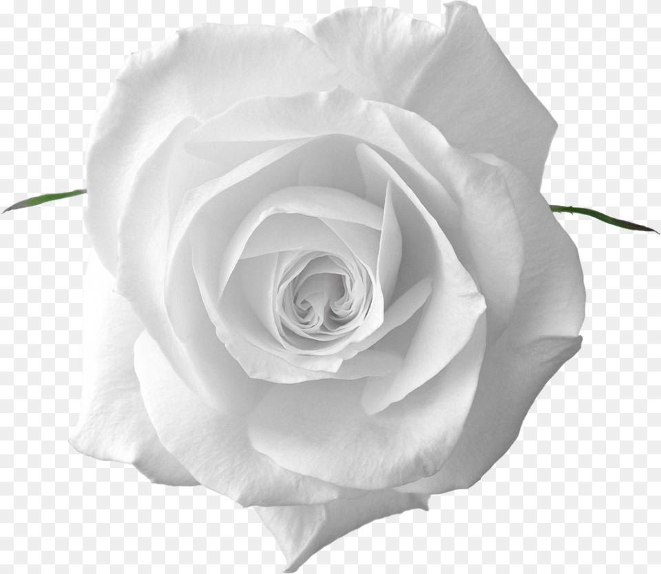 White Rose And Leaf, Flower, Plant, Petal Free Transparent Png