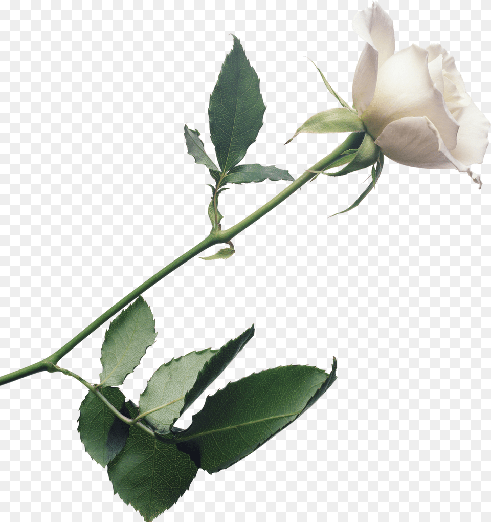 White Rose Background, Flower, Plant, Leaf Free Png