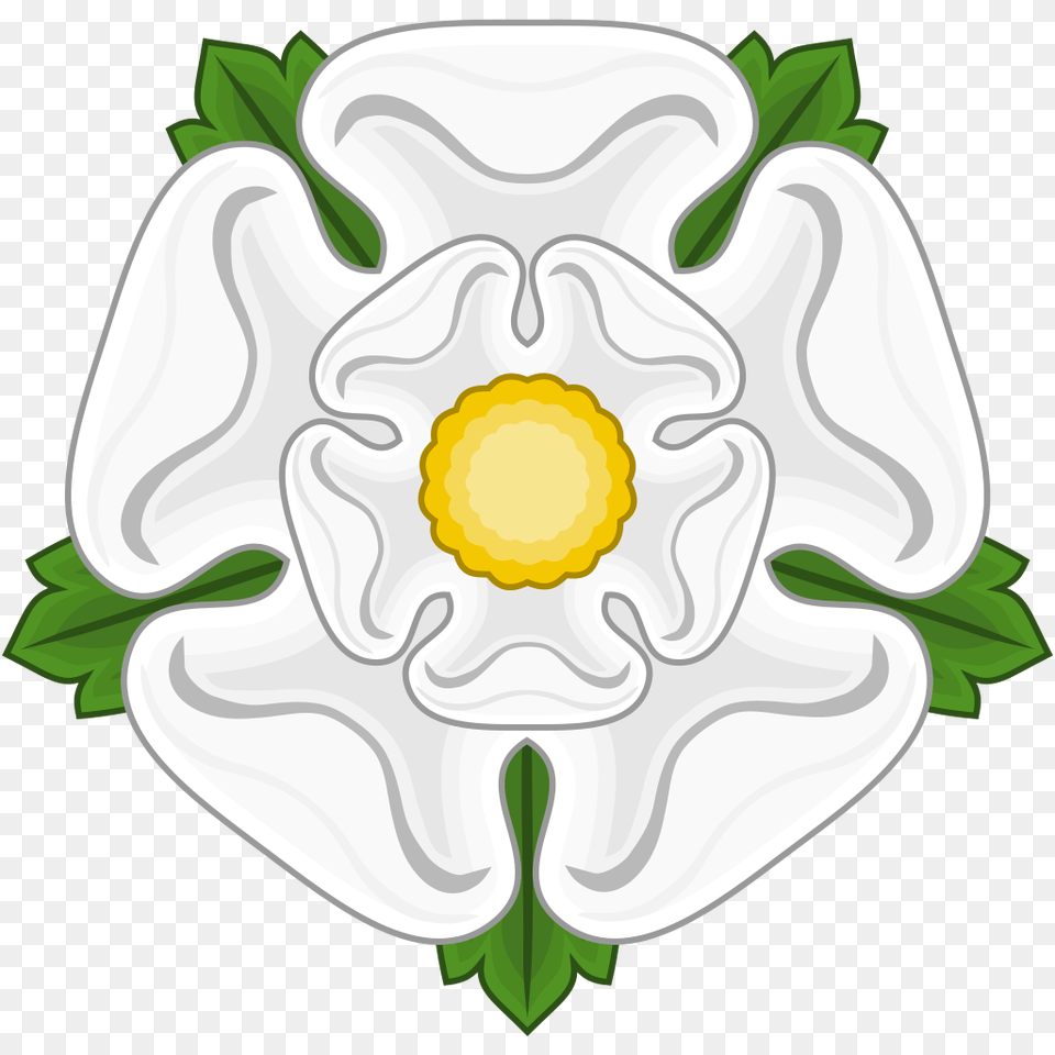 White Rose Badge Of York, Anemone, Daisy, Flower, Petal Png