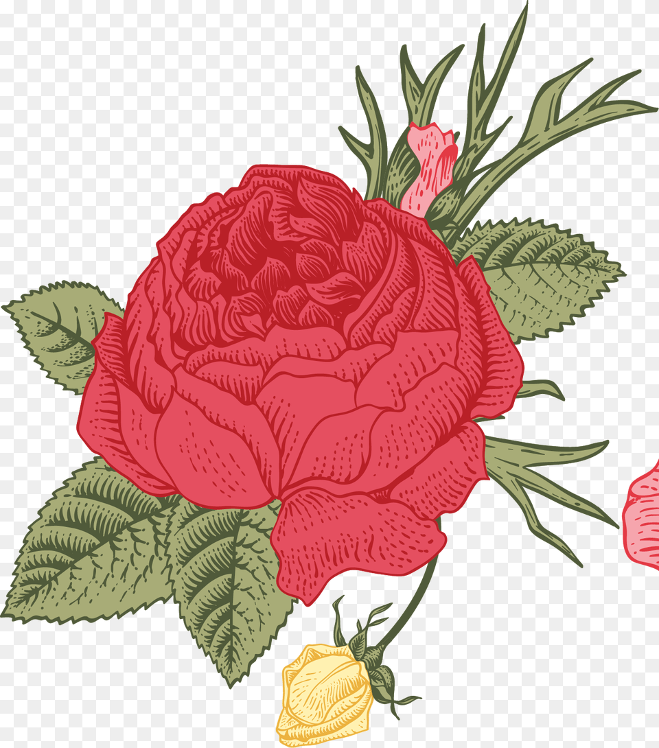 White Rose Border, Carnation, Flower, Plant, Pattern Png Image
