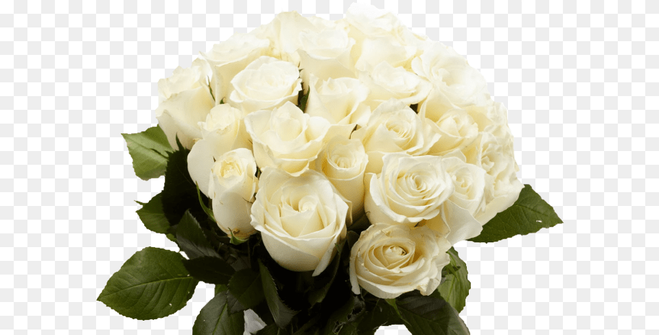 White Rose Bouquet Skachat Foto Belih Roz, Flower, Flower Arrangement, Flower Bouquet, Plant Free Png