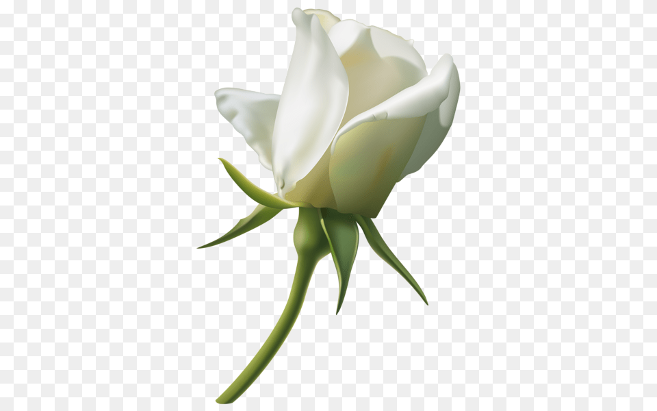 White Rose Bud, Flower, Plant Png